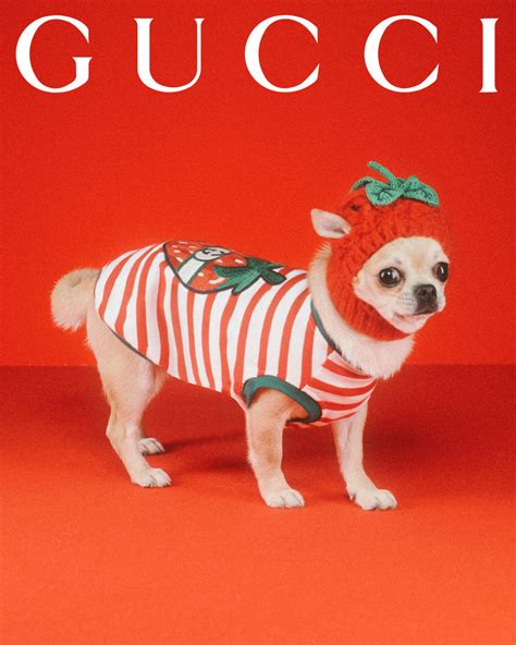 gucci inspired animal print|gucci dog collection.